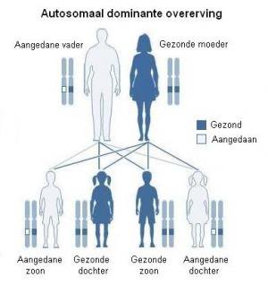 Autosomaal dominante overerving Dominante overerving